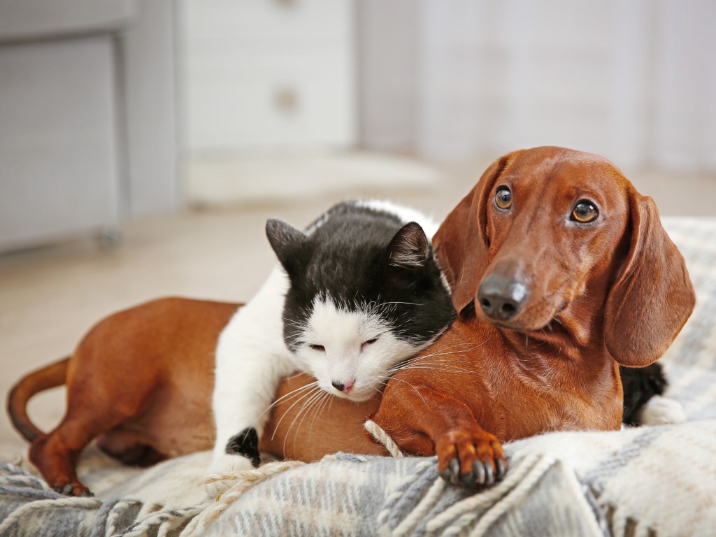 Pets in apartment buildings: what you should know