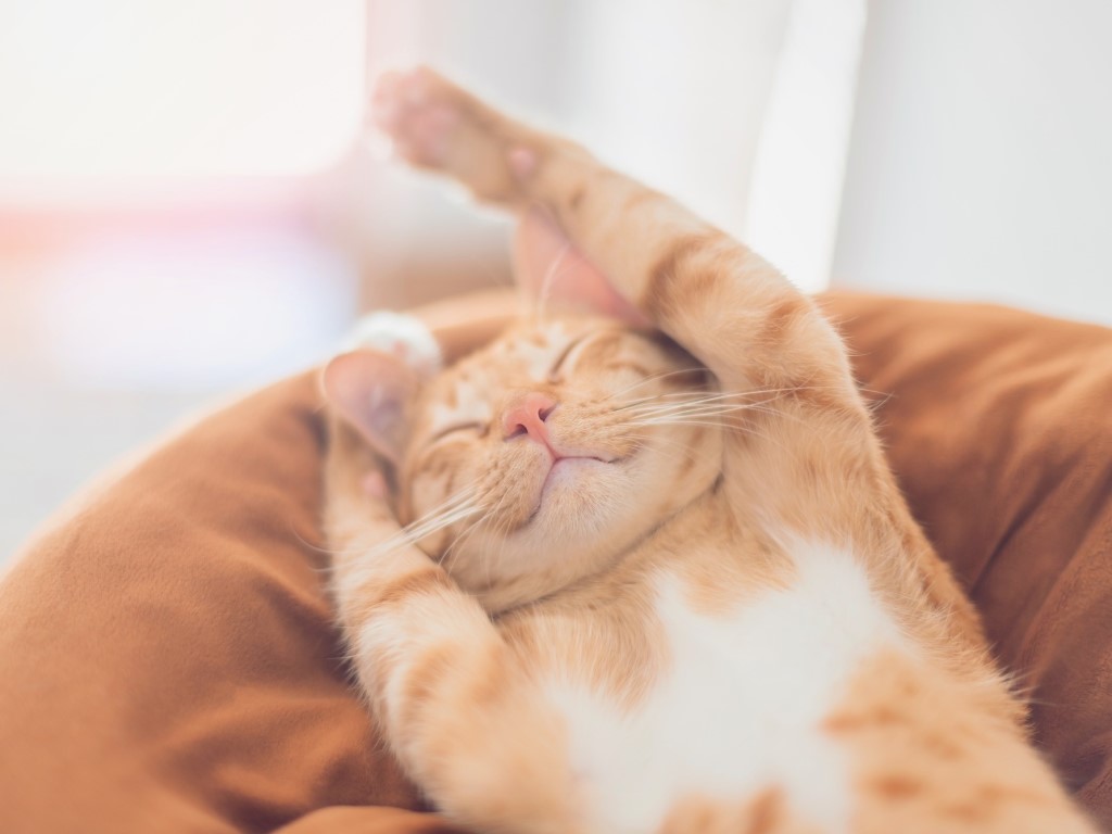 Peut-on laisser son chat seul à la maison?