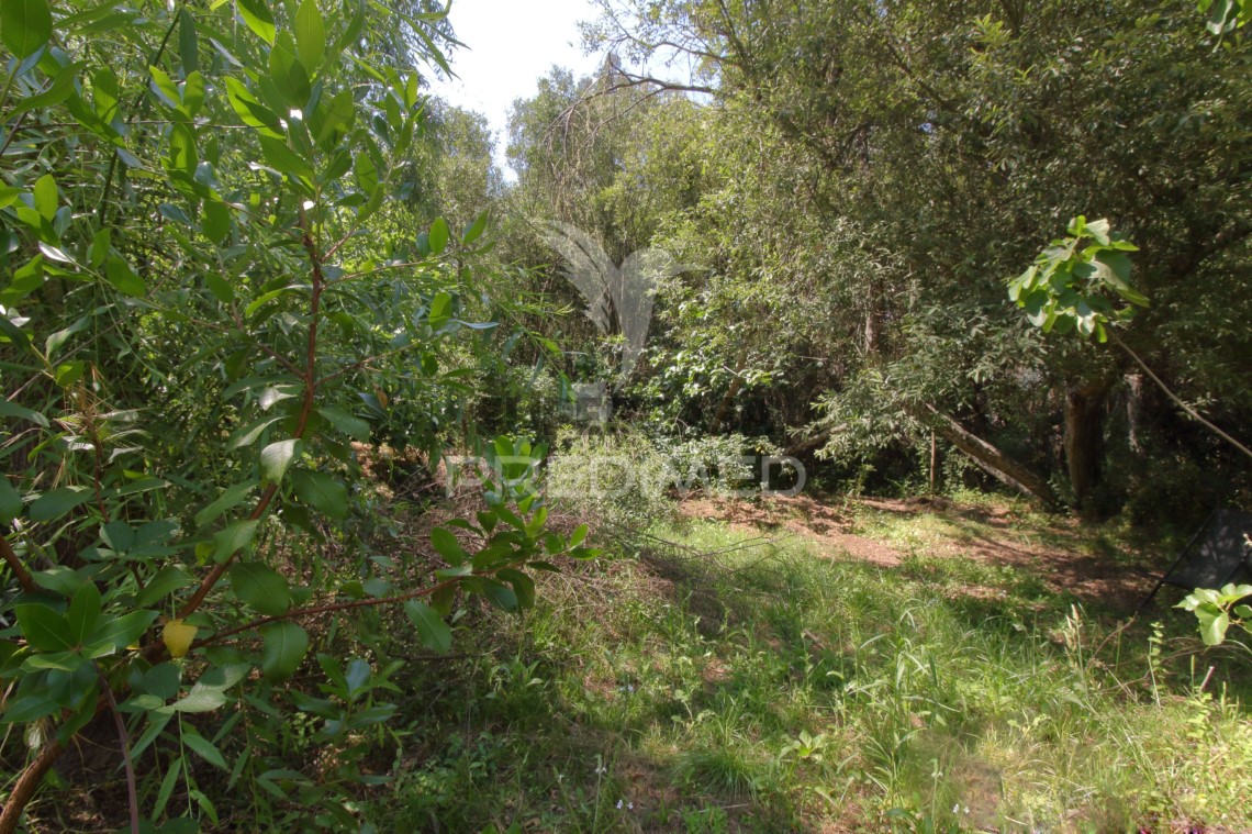 Finca ganadera en venta en São Martinho das Amoreiras