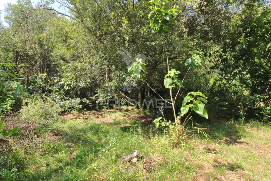 Finca ganadera en venta en São Martinho das Amoreiras