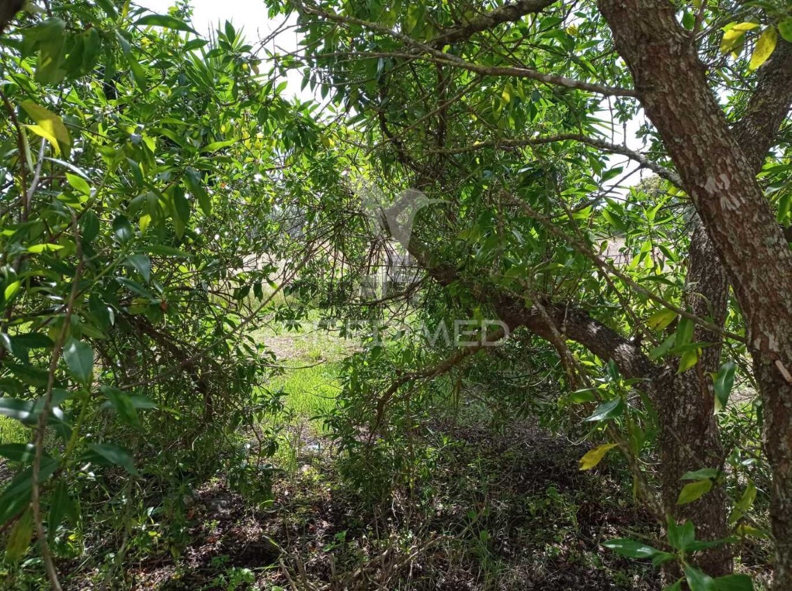 Finca ganadera 3 habitaciones en venta en São Luís
