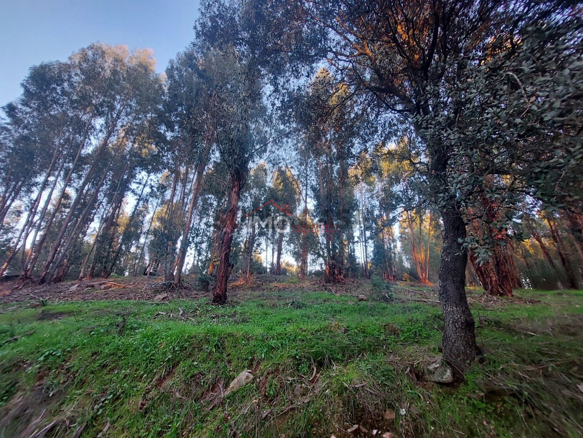Terreno