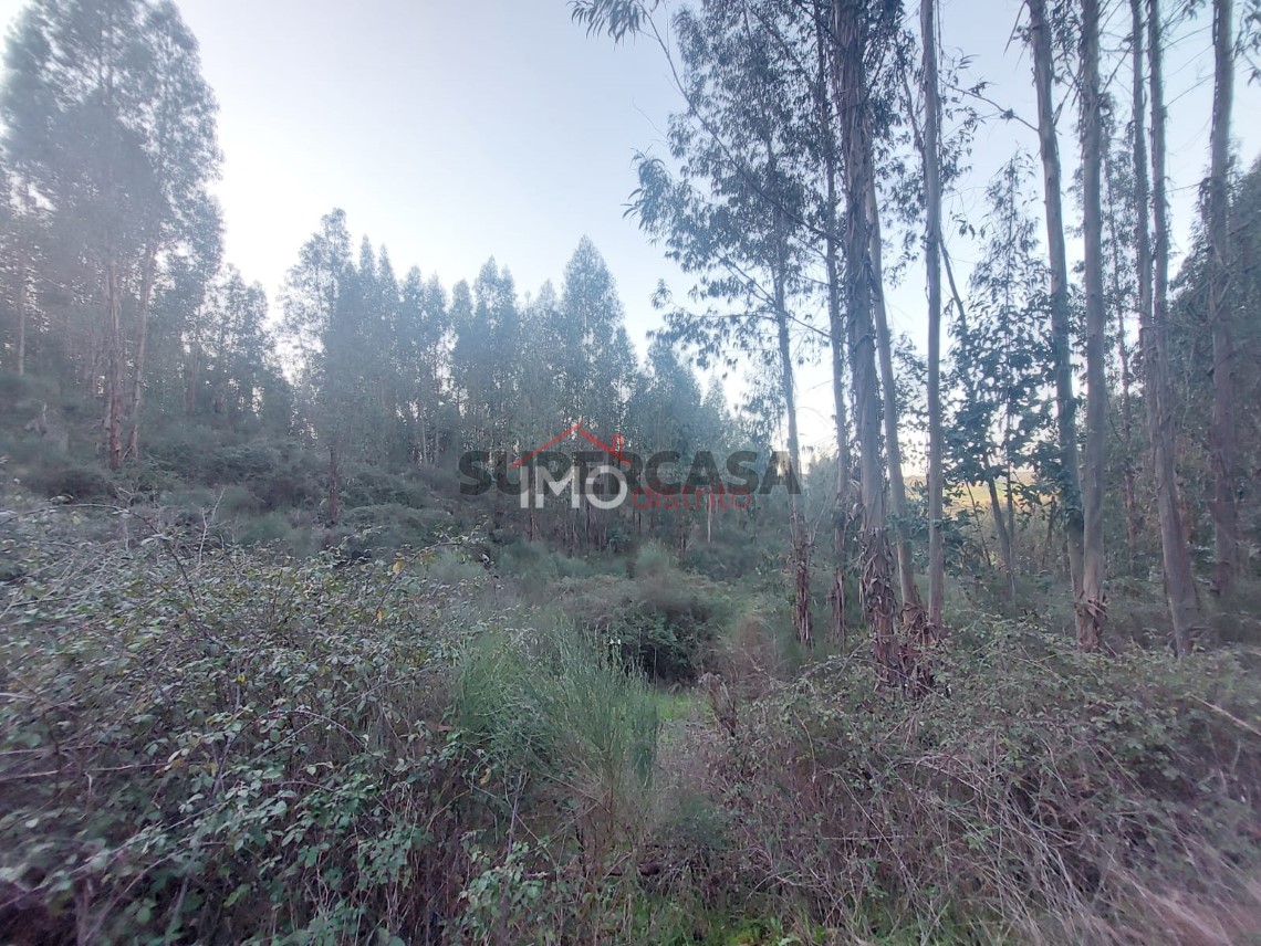 Terreno