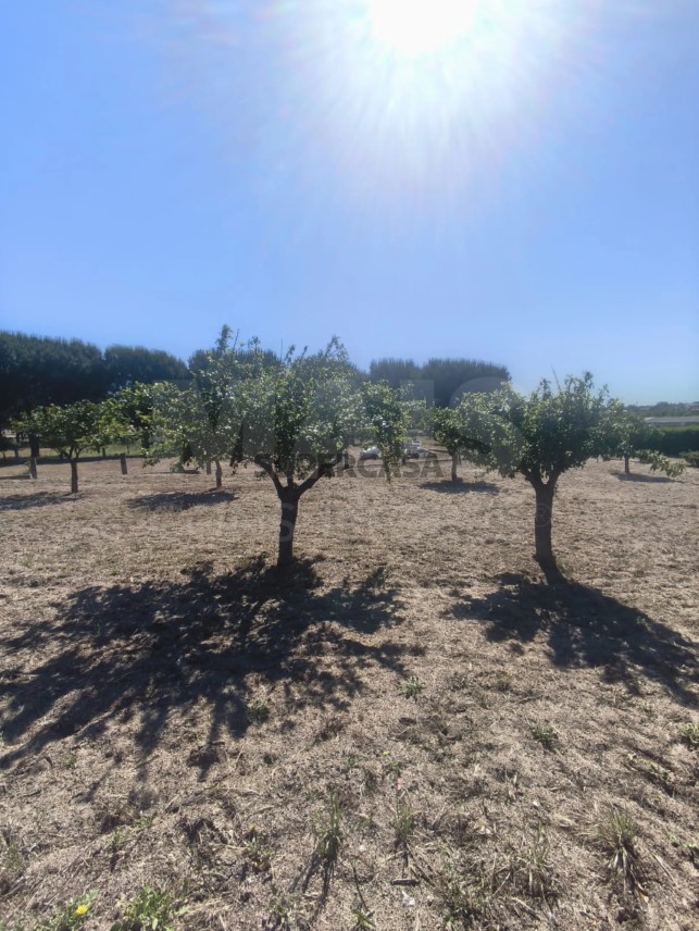 Moradia T5 à venda em Branca