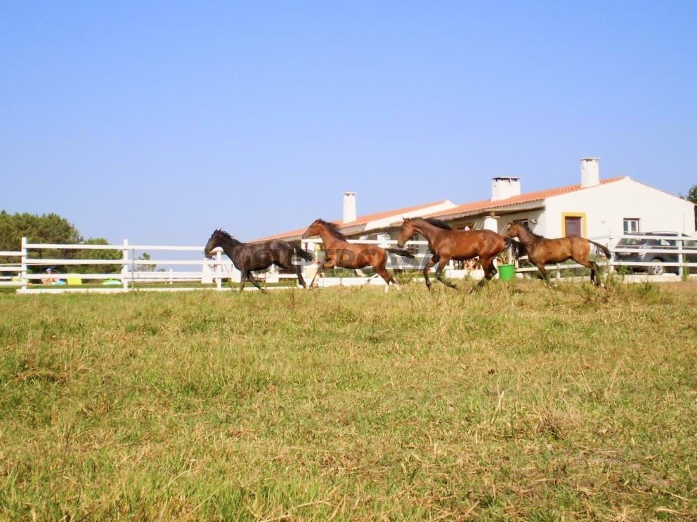 Turismo rural com Centro Equestre - Sudoeste Alentejano-Perto da Praia