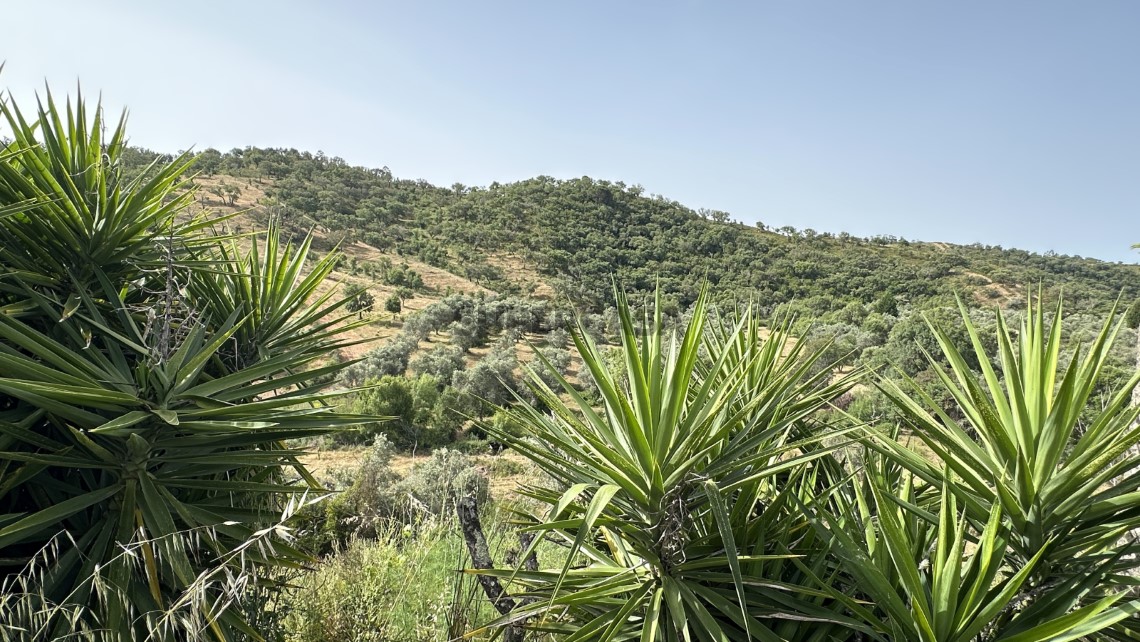 Large Corticeira Estate in Baixo Alentejo with Touristic, Residential and Agroforestry Potential