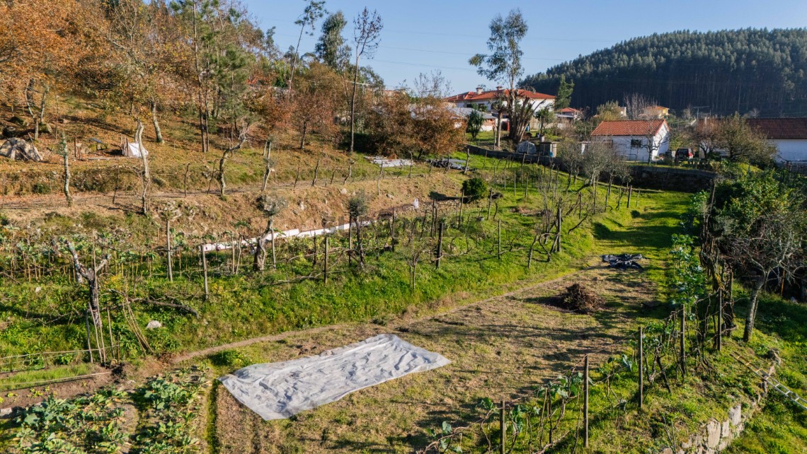campo