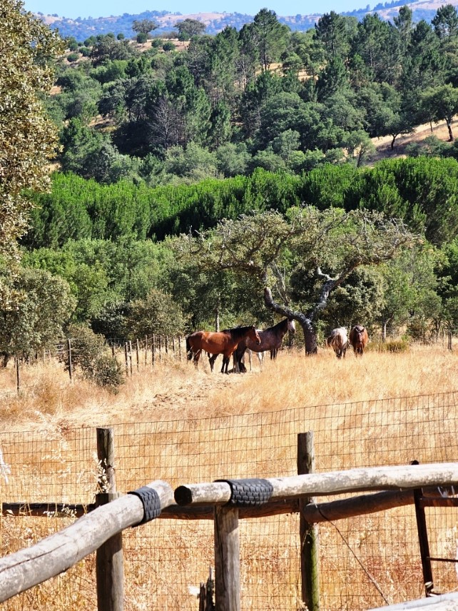 93.5 ha equestrian estate with a 5-bedroom house, swimming pool and lake in Alentejo, Portugal (7)