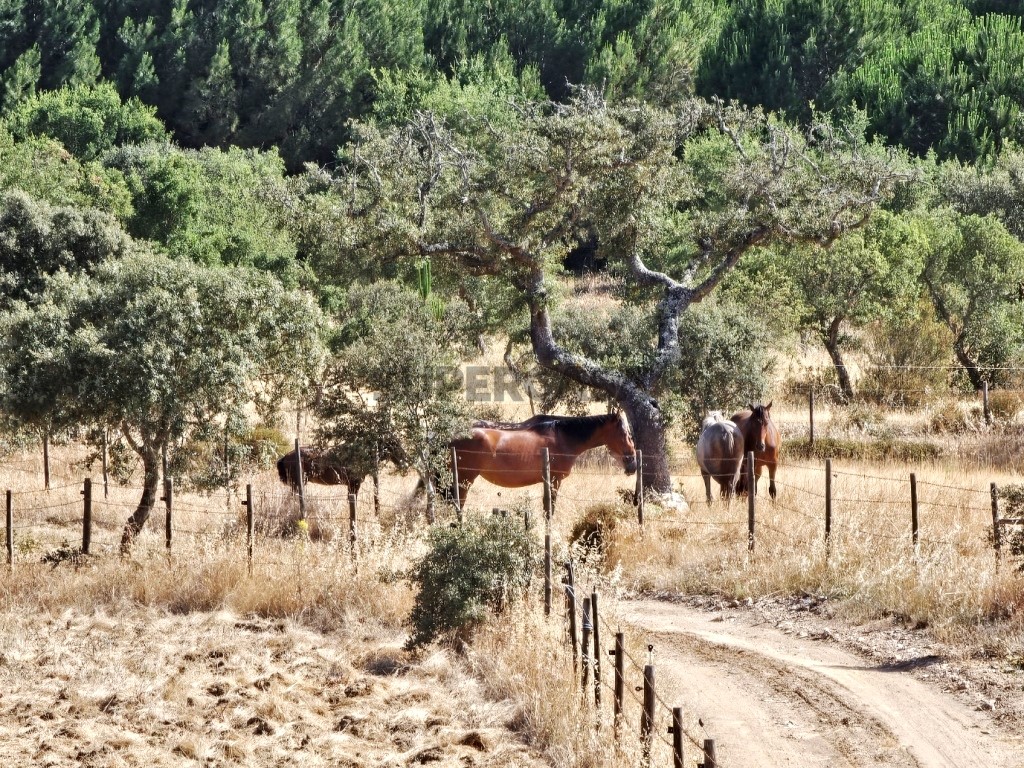 93.5 ha equestrian estate with a 5-bedroom house, swimming pool and lake in Alentejo, Portugal (12)