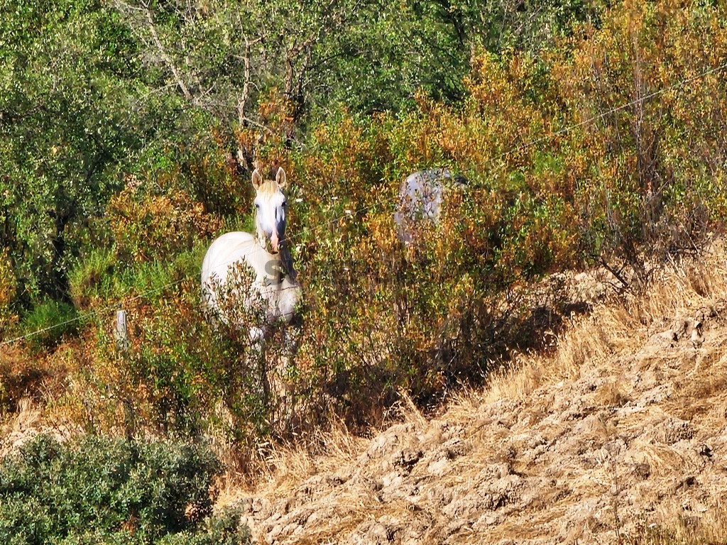 93.5 ha equestrian estate with a 5-bedroom house, swimming pool and lake in Alentejo, Portugal (46)