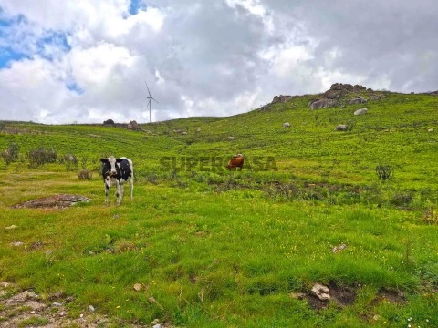 Quinta de 36 hectares - Várias edificações