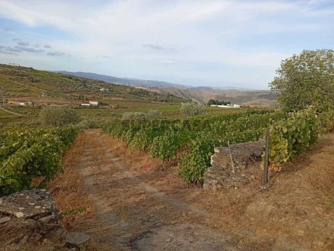 Quinta em Barcos