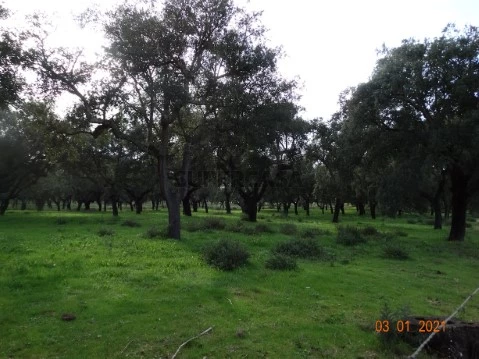 Montado sobro