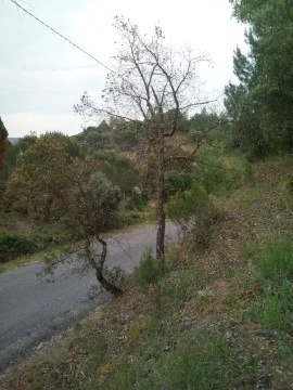 terreno constancia companhia das casas 1