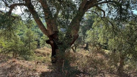 Terreno Rústico em Vila de Frades, Vidigueira