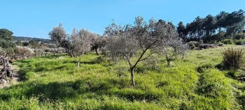 Terreno em Valpaços e Sanfins, Valpaços