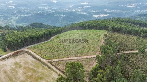 Terreno em Canedo de Basto e Corgo, Celorico de Basto