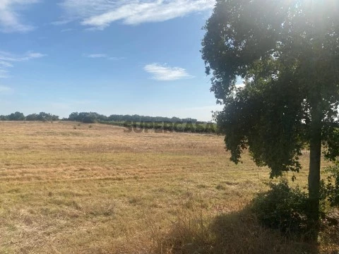 Terreno 11.000m² com viabilidade de moradia - Palmela 6