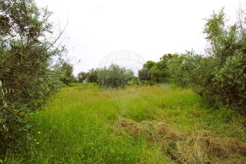 Terreno em Mação, Penhascoso e Aboboreira, Mação