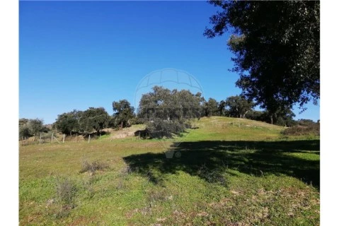 Terreno em Ulme, Chamusca