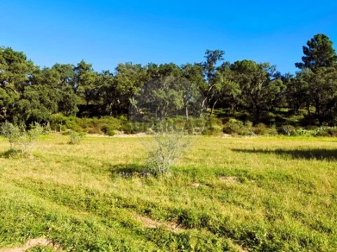 Terreno em Carregueira, Chamusca