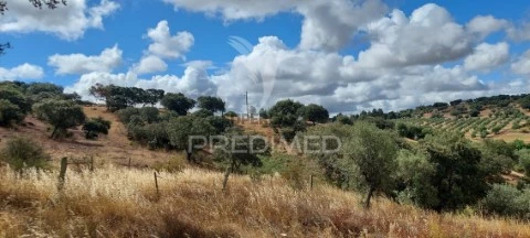 Terreno em Avis, Avis