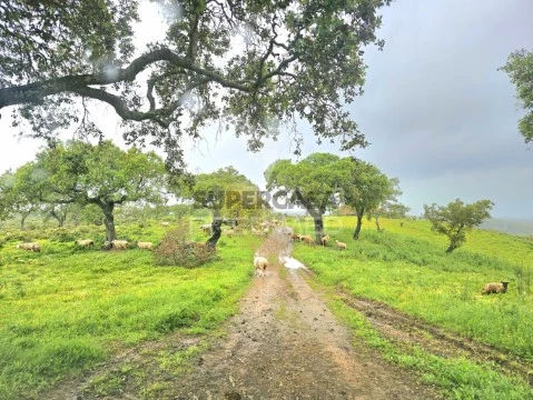 Terreno en Gomes Aires, Almodôvar