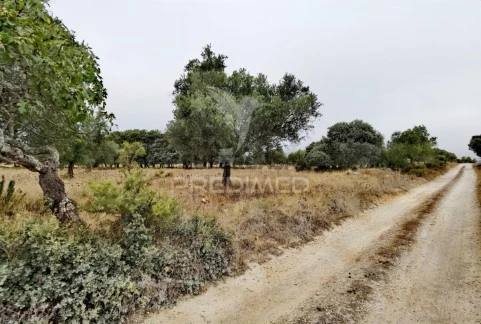 Terreno en Alcanena e Vila Moreira, Alcanena