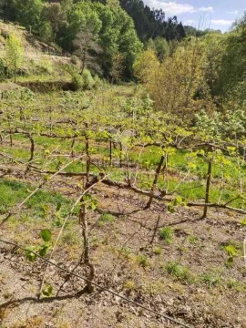 Terreno em Jugueiros, Felgueiras