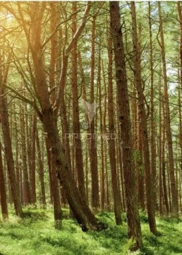 Terreno em São Mamede de Ribatua, Alijó