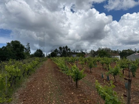 Terreno em Antuzede e Vil de Matos, Coimbra