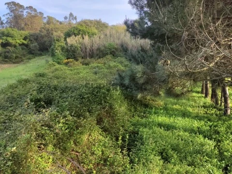 Terreno agrícola em Miragaia-