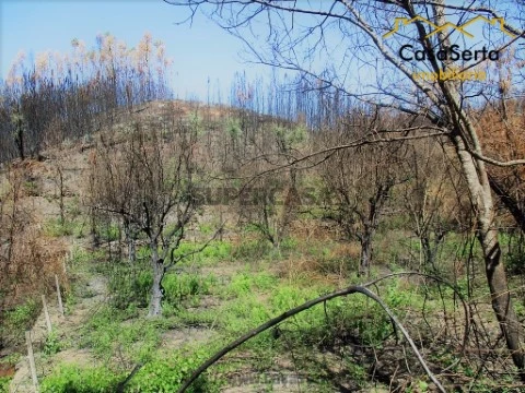 Terreno em Castelo, Sertã