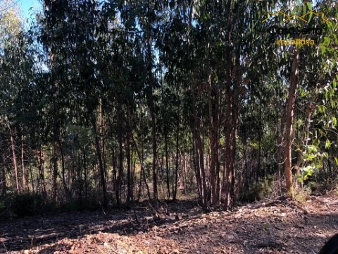 Terreno em Troviscal, Sertã