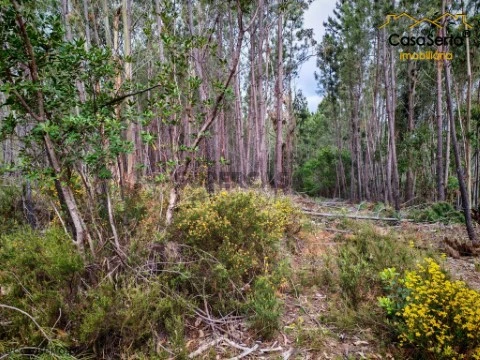Terreno em Ermida e Figueiredo, Sertã