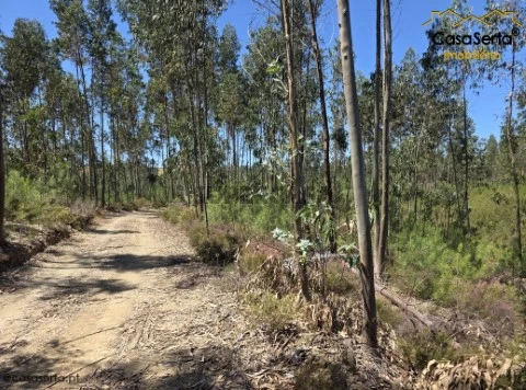 Terreno em Proença-a-Nova e Peral, Proença-a-Nova