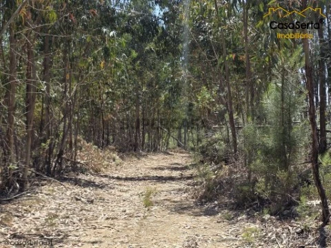 Terreno em Proença-a-Nova e Peral, Proença-a-Nova