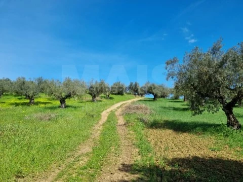 Quinta Rural T4 em Torres Novas (Santa Maria, Salvador e Santiago), Torres Novas