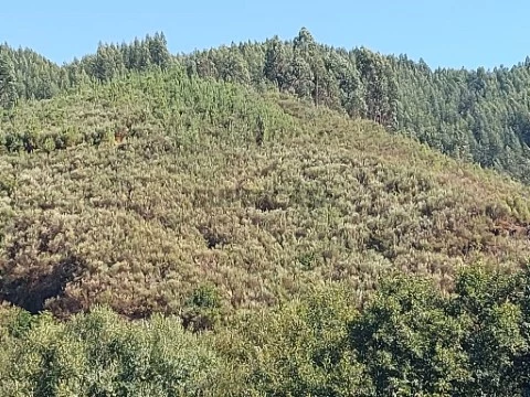 Terreno em Côja e Barril de Alva, Arganil