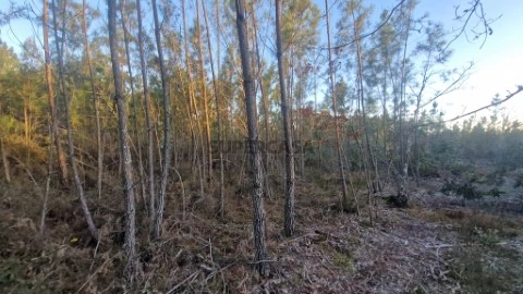 Terreno em Mouronho, Tábua