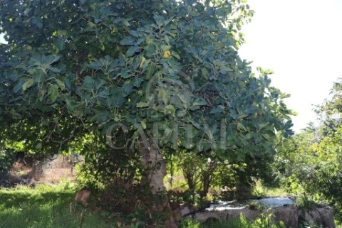 Quinta T4 em Santa Maria da Devesa, Castelo de Vide