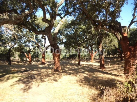 Terreno Rústico em Nossa Senhora Graça Póvoa Meadas, Castelo de Vide