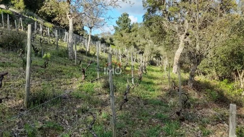 Terreno Rústico em São Salvador da Aramenha, Marvão