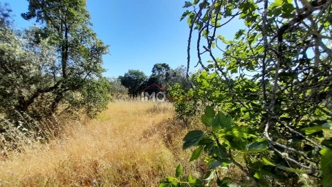 Terreno Rústico em Espírito Santo, Nossa Senhora da Graça e São Simão, Nisa