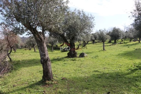 Terreno Rústico em Santa Maria da Devesa, Castelo de Vide