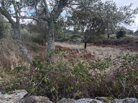 Terreno