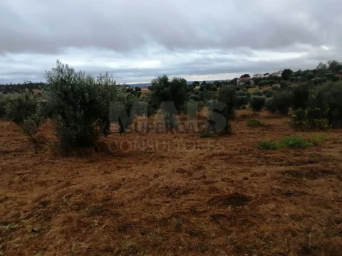 Terreno em Mouriscas, Abrantes