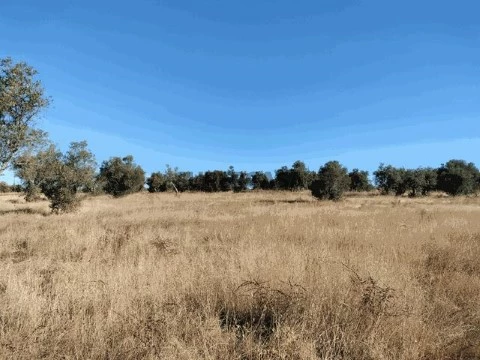IMG20240908091123 (Copy)