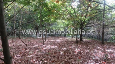 Terreno em Bouro (Santa Maria), Amares