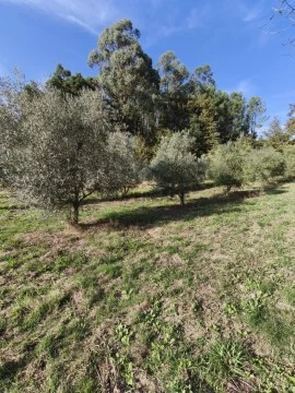 Terreno